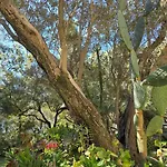 Camping Fico D'india Campsite *