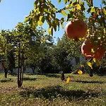 Camping Fico D'india *