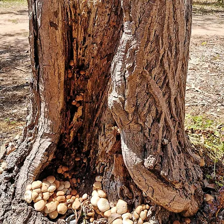 Village Fico D'india Kemping *