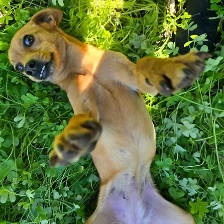 Village Fico D'india *