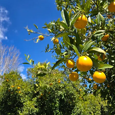 Campeggio Village Fico D'india *