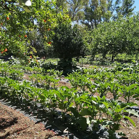 Village Fico D'india