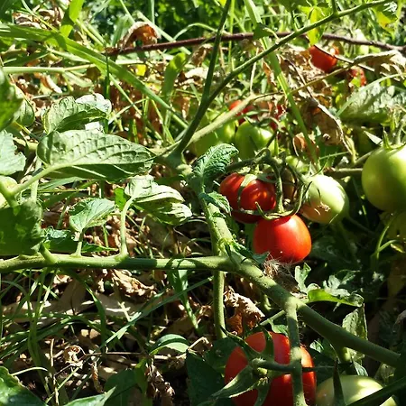 Kemping Village Fico D'india