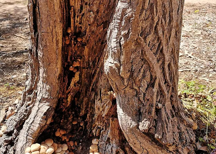 Village Fico D'india Parque de Campismo *