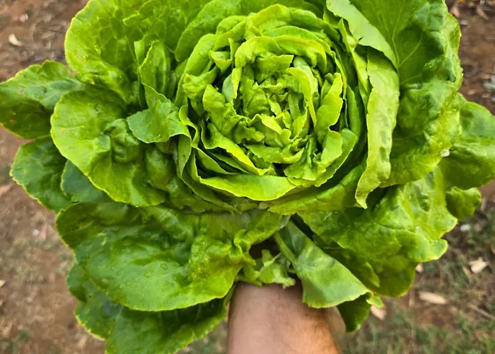 Village Fico D'india Ovile la Marina