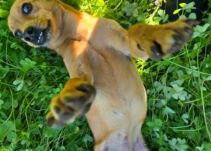 Village Fico D'india *