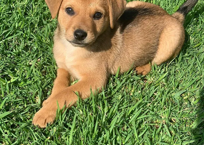 Village Fico D'india Ovile la Marina