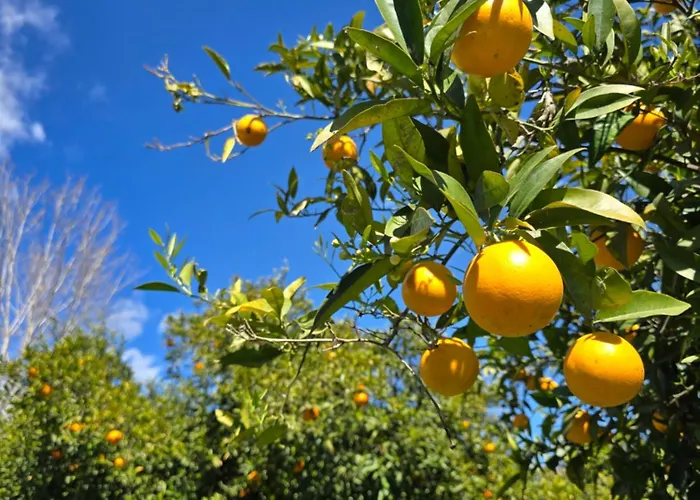 אתר קמפינג Village Fico D'india *