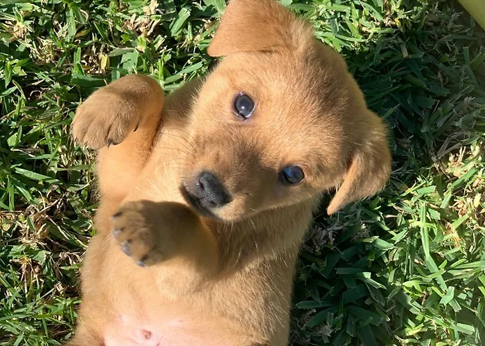 Village Fico D'india * Ovile la Marina