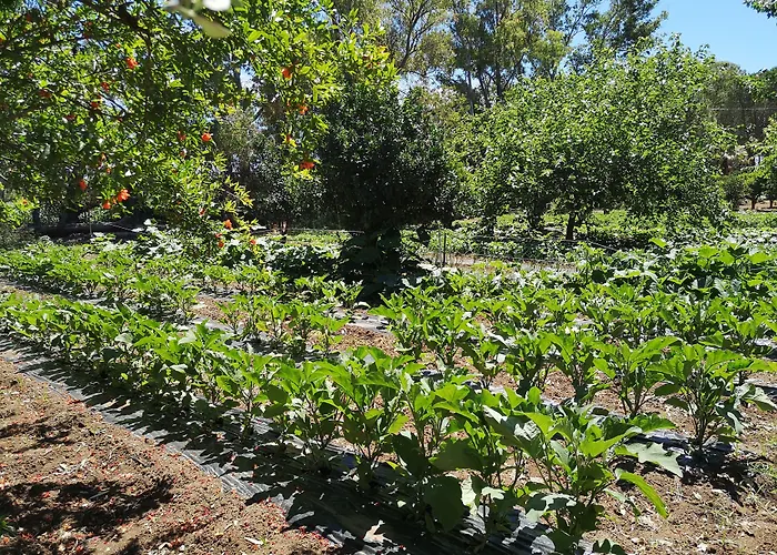 Village Fico D'india