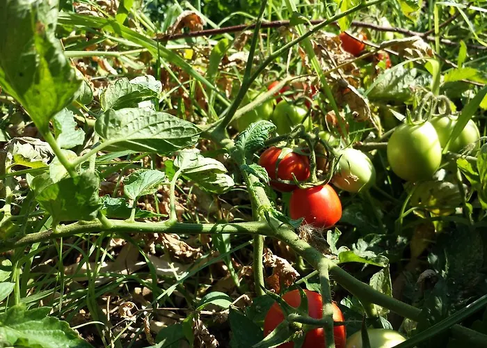 אתר קמפינג Village Fico D'india